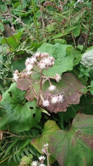 Petasites formosanus