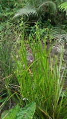 Juncus prismatocarpus leschenaultii