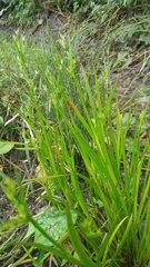 Juncus prismatocarpus leschenaultii