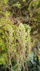 Selaginella aristata