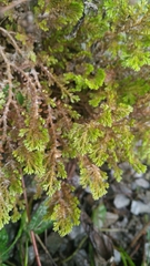 Selaginella aristata