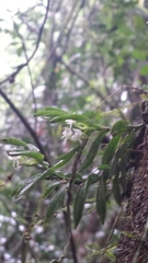 Angraecum pterophyllum image