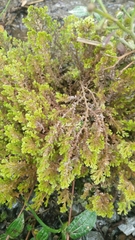 Selaginella aristata