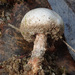 Tulostoma fimbriatum - Photo (c) Иван Матершев, μερικά δικαιώματα διατηρούνται (CC BY-NC), uploaded by Иван Матершев