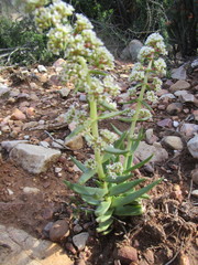 Crassula capitella thyrsiflora