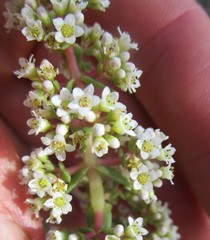 Crassula capitella thyrsiflora
