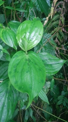 Tricyrtis
