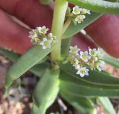 Crassula capitella thyrsiflora