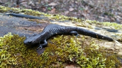 Ambystoma jeffersonianum