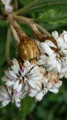 Oliganthes