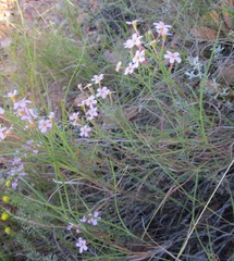 Chaenostoma denudatum