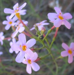 Chaenostoma denudatum