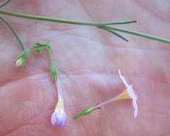 Chaenostoma denudatum