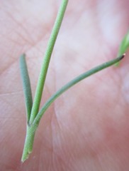 Chaenostoma denudatum