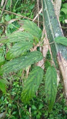 Actinidia rufa