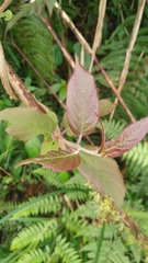 Actinidia rufa