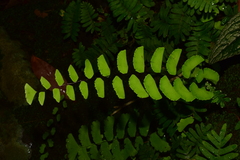 Adiantum philippense image