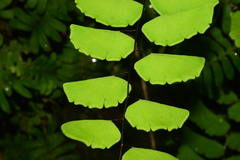 Adiantum philippense image