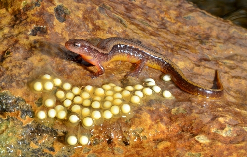 Southern Two-lined Salamander