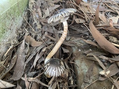 Agaricus rotalis