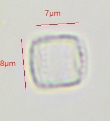 Coscinodiscophycidae