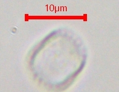 Coscinodiscophycidae