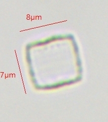 Coscinodiscophycidae