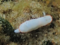 Goniobranchus albonares