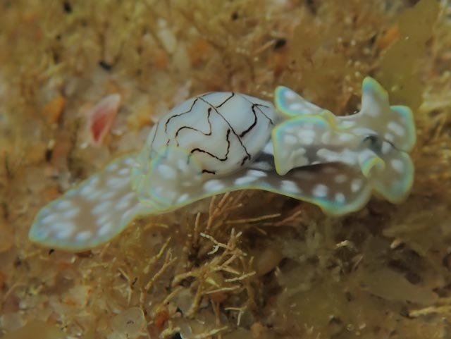 Micromelo scriptus