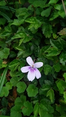 Viola formosana