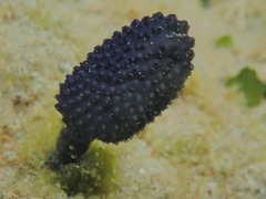 Eudistoma caeruleum