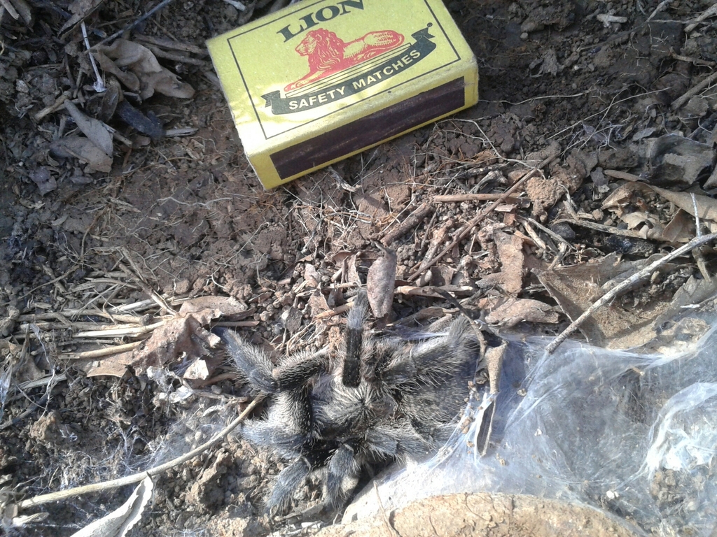Purcells Baboon Spider