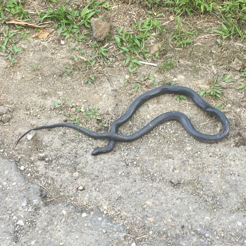 Photo of a Mussurana (clelia) (Clelia clelia)