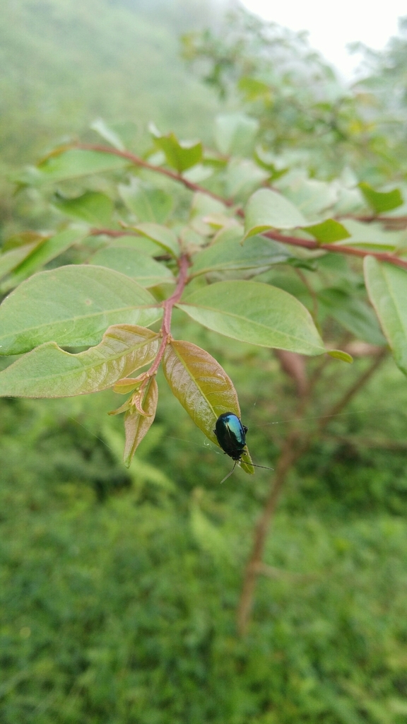 Hemipyxis flaviabdominalis