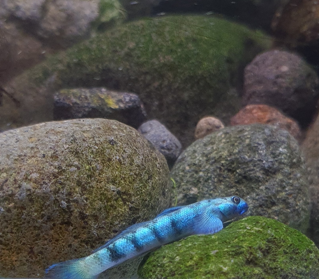 Blue Streamgoby from Le Moule 97160, Guadeloupe on September 3, 2023 at ...