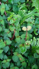 Sarcopyramis napalensis delicata