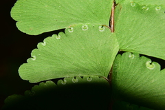 Adiantum patens image