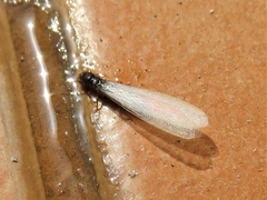 Termitoidae