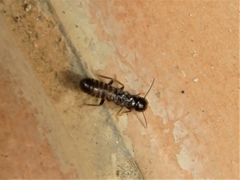 Termitoidae