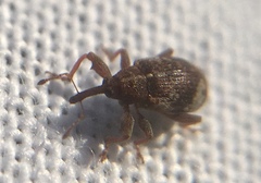 Anthonomus pedicularius