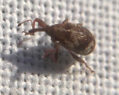 Anthonomus pedicularius