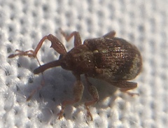 Anthonomus pedicularius