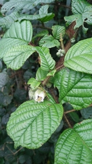 Rubus wallichianus