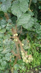 Rubus wallichianus
