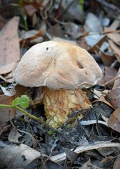 Austroboletus occidentalis