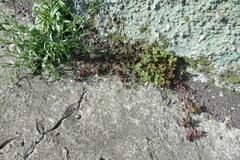 Oxalis corniculata corniculata