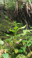 Goodyera procera