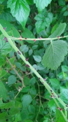 Rubus parviaraliifolius