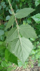Rubus parviaraliifolius