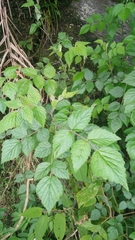 Rubus parviaraliifolius